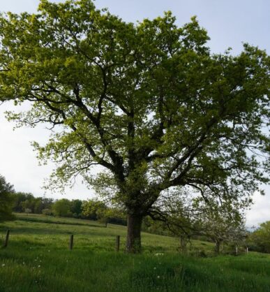 Arbre chêne