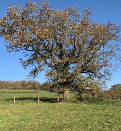 Arbre chêne