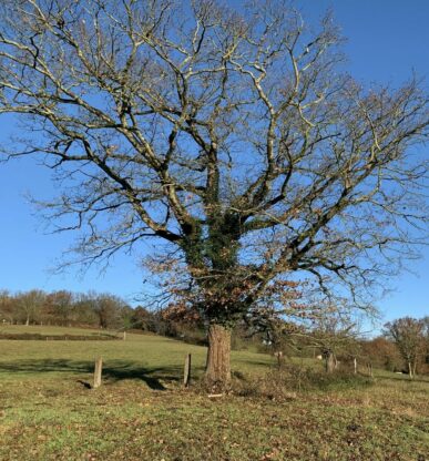 Arbre chêne