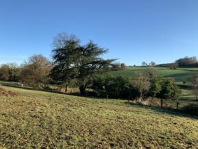 Arbre cèdre