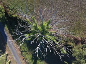 Photo drone chataignier mort