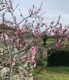 Pêcher en fleurs