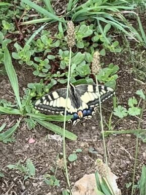 Papillon flambé