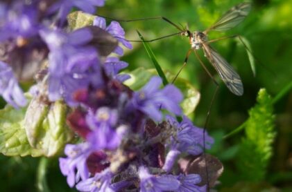 Tipula