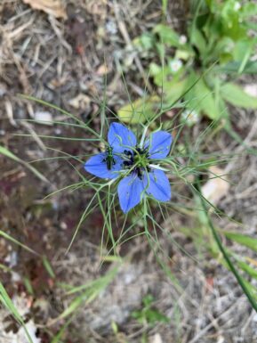 Nigelle de Damas